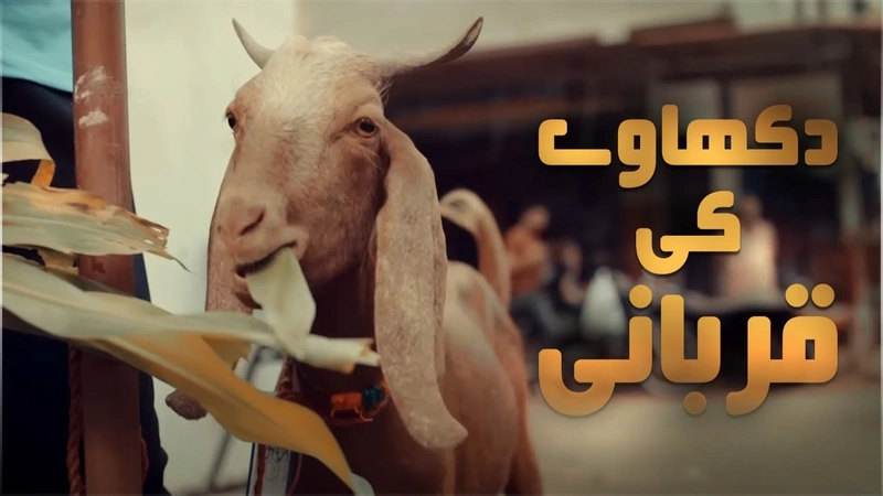 Dhikaway Ki Qurbani  | Eid Ul Adha 2022 | Qurbani Ka Muqabla  | Bakra Eid 2022